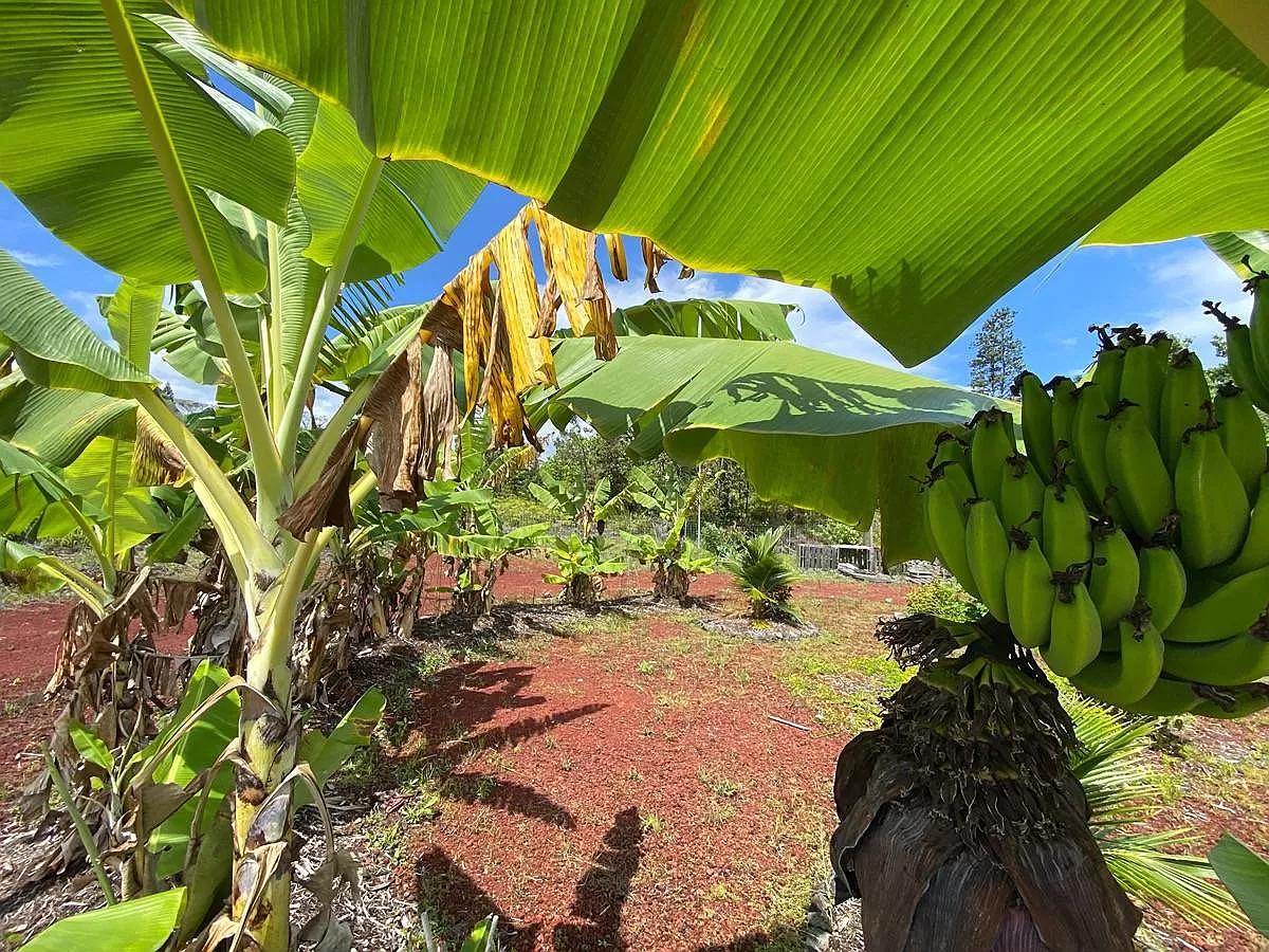 tons of ripe bananas