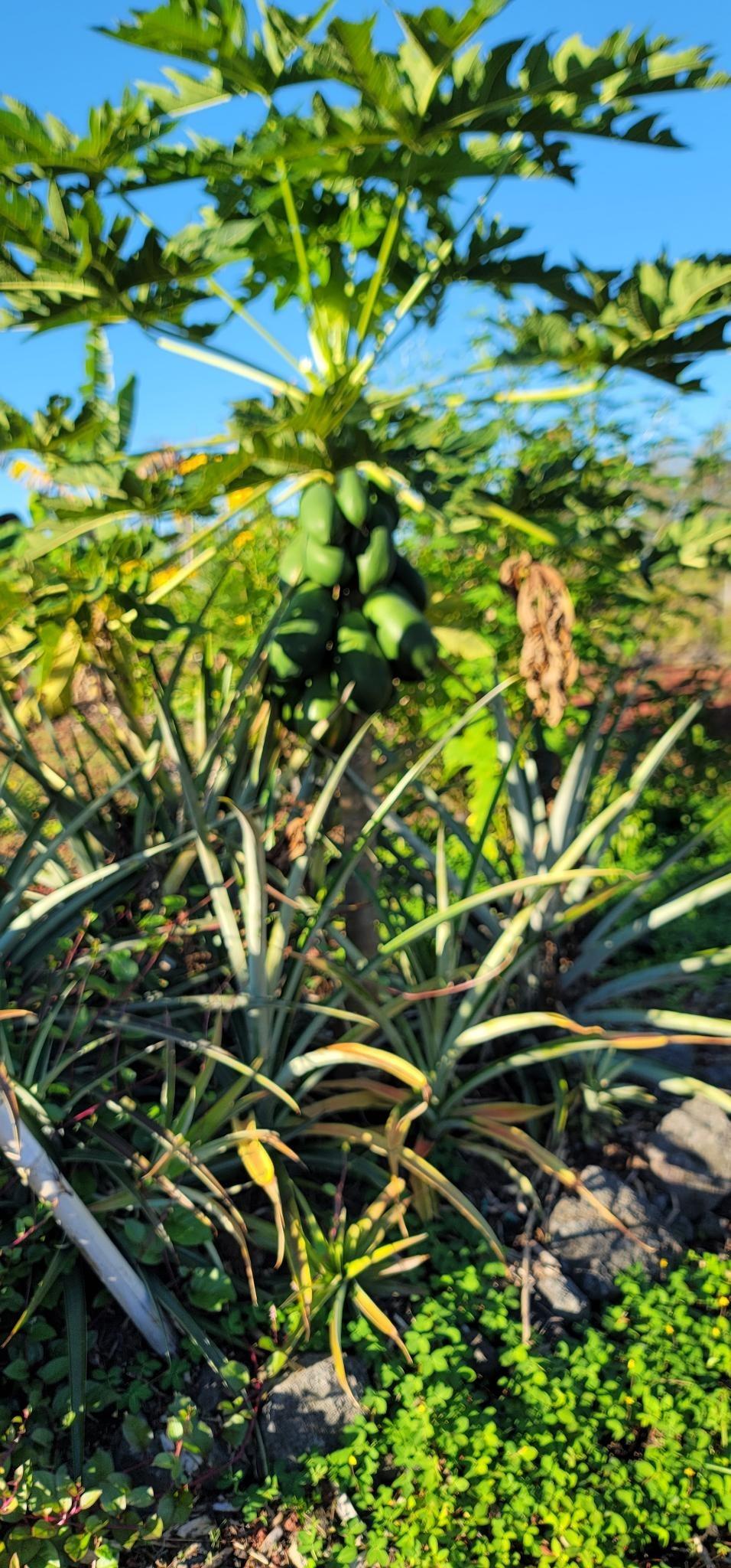 Papayas and pineapples